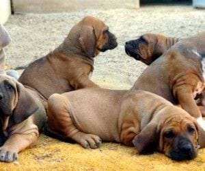 Una camada de cachorros sana se ve a simple vista