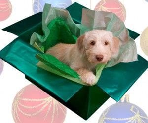 Perro regalo de navidad