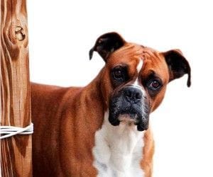 Adoptando damos una segunda oportunidad a una vida